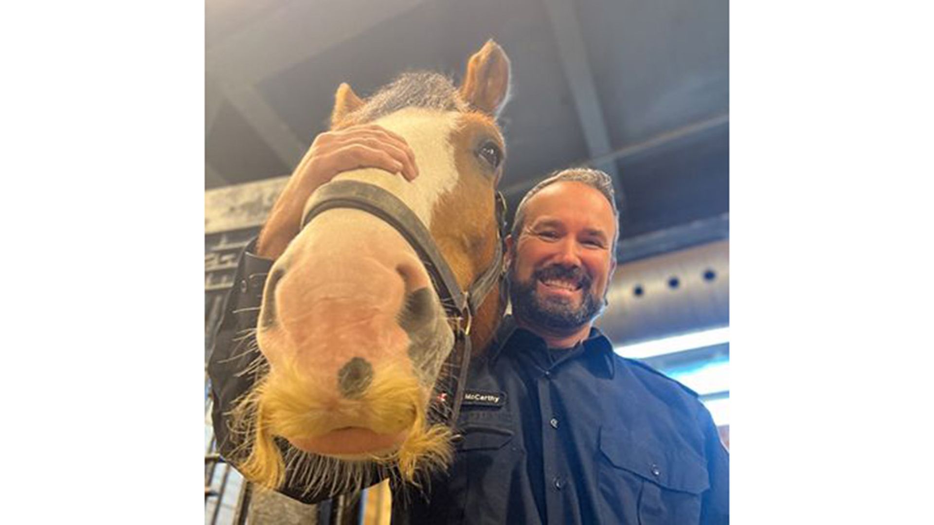 A photo of a horse looking to camera, a hairy moustache around its mouth. A smiling man has his arm around its head.